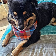 Rowdy is registered to the contest to win money with this photo: animal, bandana, bed, bedspread, black_fur, canine, companion, cozy, cute, dog, domestic_animal, furry, indoor, lying_down, pet, plaid, portrait, resting, tan_fur, tongue_out