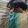 Rowdy is registered to the contest to win money with this photo: animal, bed, black_dog, blanket, comfort, cozy, cute, dog, domestic_animal, fur, furniture, indoor, laying_down, pet, relaxed, resting, sleepy, soft, stuffed_toy, tan_markings