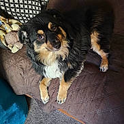 Rowdy is registered to the contest to win money with this photo: animal, black_and_tan, brown_blanket, carpet, companion, cozy, cute, dog, fur, furry, home, indoor, looking_up, patterned_pillow, paw, pet, plush_toy, relaxed, resting, snout