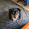 Rowdy is registered to the contest to win money with this photo: animal, black_fur, blanket, carpet, companion, cozy, cute, dog, ears, eyes, fur, furniture, home, indoor, looking_up, paw, pet, snout, tan_fur, waiting