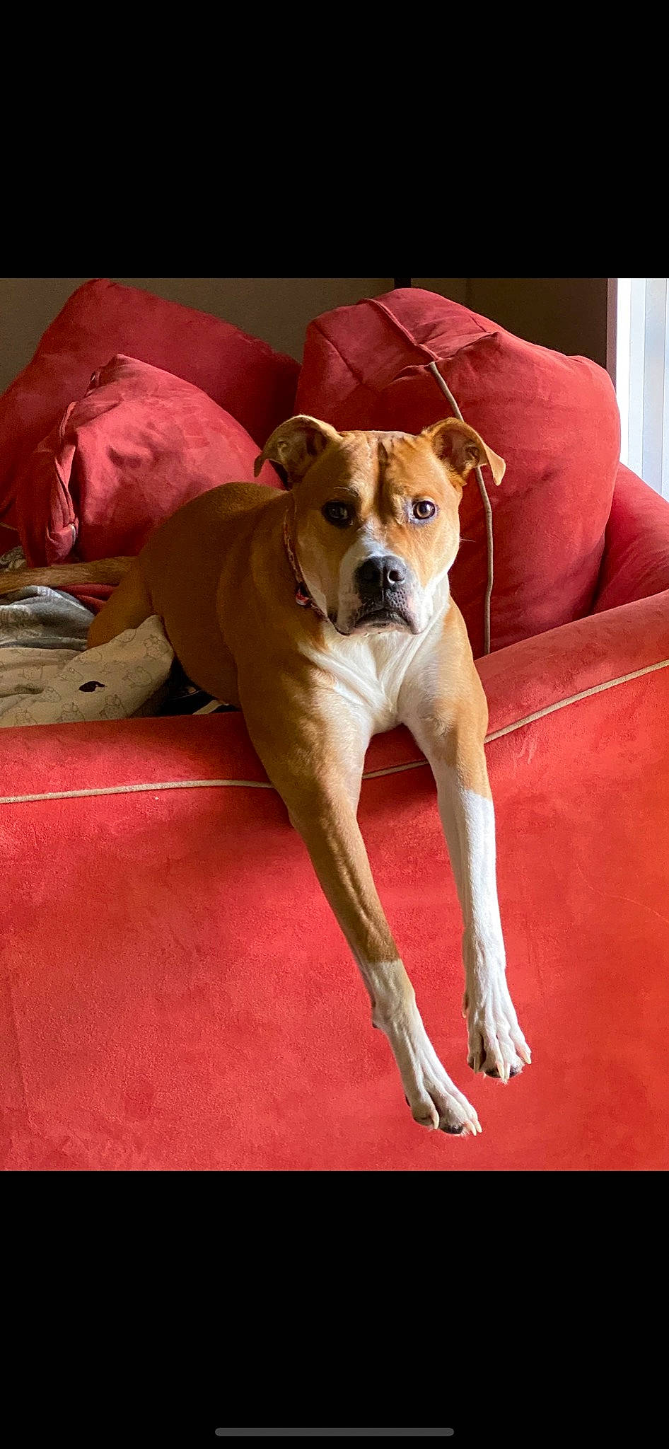 Zoey joined the competition — help win amazing prizes! canidae, carnivore, carpet, collar, companion_dog, dog, dog_breed, dog_collar, dog_supply, fawn, floor, liver, mammal, pet_supply, snout, sporting_group, tail, whiskers, working_animal, working_dog