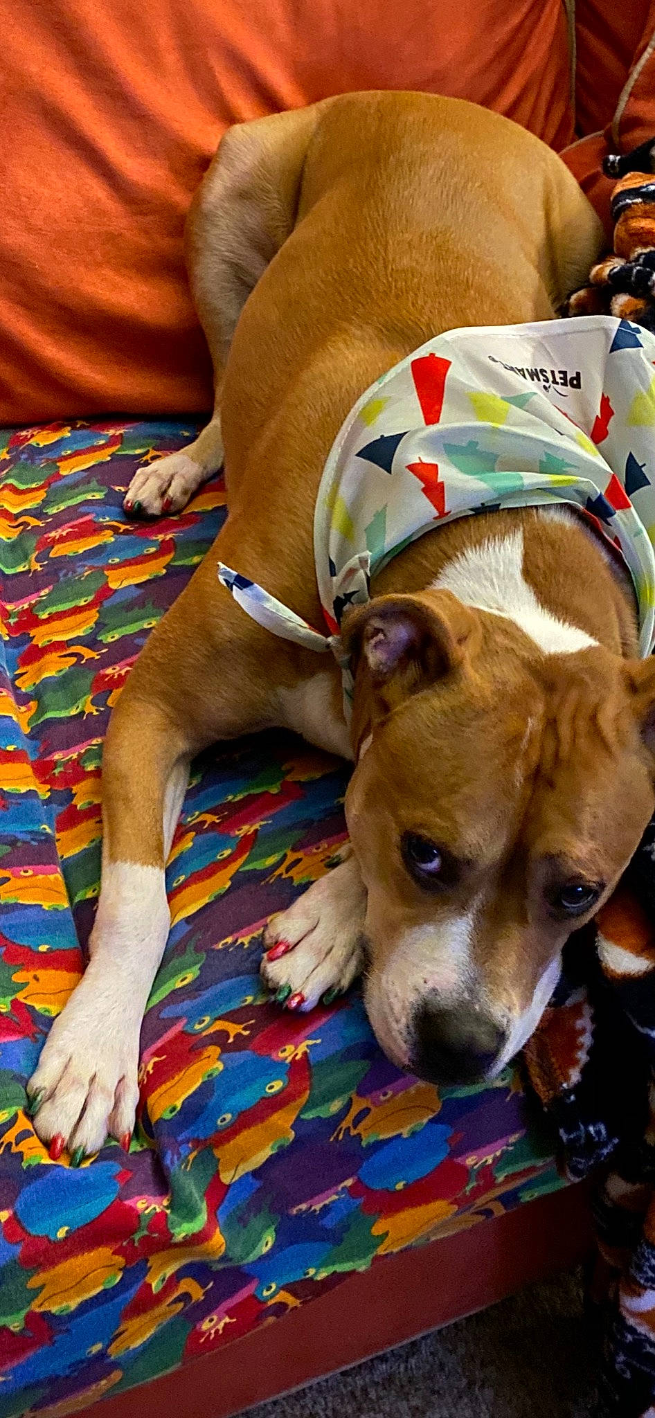 Zoey joined the competition — help win amazing prizes! canidae, carnivore, collar, comfort, companion_dog, dog, dog_breed, dog_supply, fawn, foot, linens, pet_supply, snout, sporting_group, toe, whiskers, working_animal, working_dog