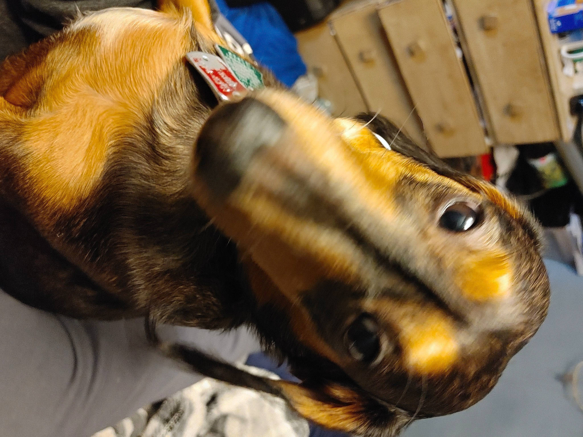 Pup is registered to the contest to win money with this photo: canidae, carnivore, claw, collar, companion_dog, dog, dog_breed, ear, fawn, fur, guard_dog, paw, scent_hound, shipping_box, snout, sporting_group, terrestrial_animal, whiskers, wildlife, working_animal