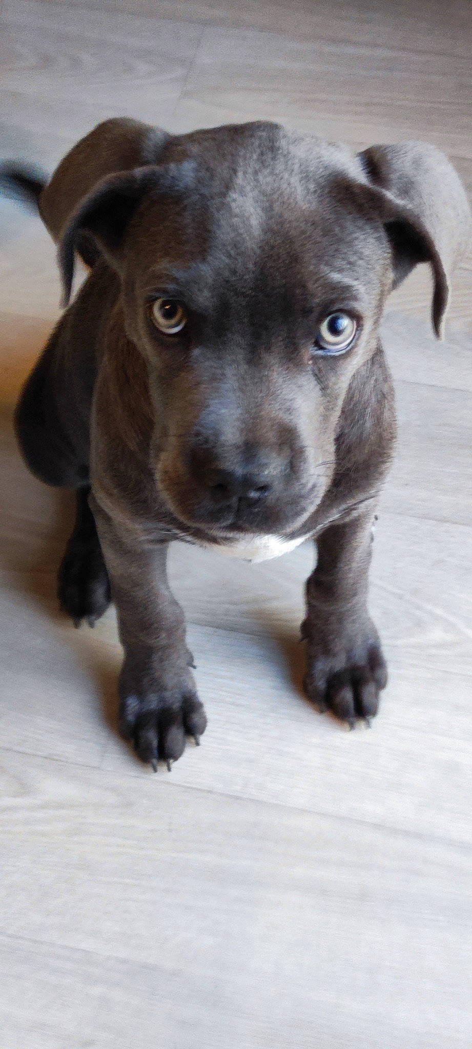 Wacco a rejoint le concours — aidez-le/la à gagner de superbes lots ! borador, canidae, carnivore, companion_dog, dog, dog_breed, fawn, fur, liver, snout, sporting_group, terrestrial_animal, whiskers, working_animal