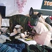 Nessy Case is registered to the contest to win money with this photo: animal, bed, blanket, canine, companion, cozy, cute, decor, dog, domestic, friendship, furniture, household, indoor, pet, pillow, playful, relaxation, resting, sleeping