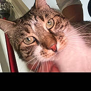Minou a rejoint le concours — aidez-le/la à gagner de superbes lots ! cat, tabby, close_up, pet, animal, feline, green_eyes, whiskers, ears, nose, fur, indoor, person, arm, hand, background, household, blurred, curious, domestic