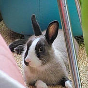 Pipper participe au concours pour gagner de l'argent avec cette photo :