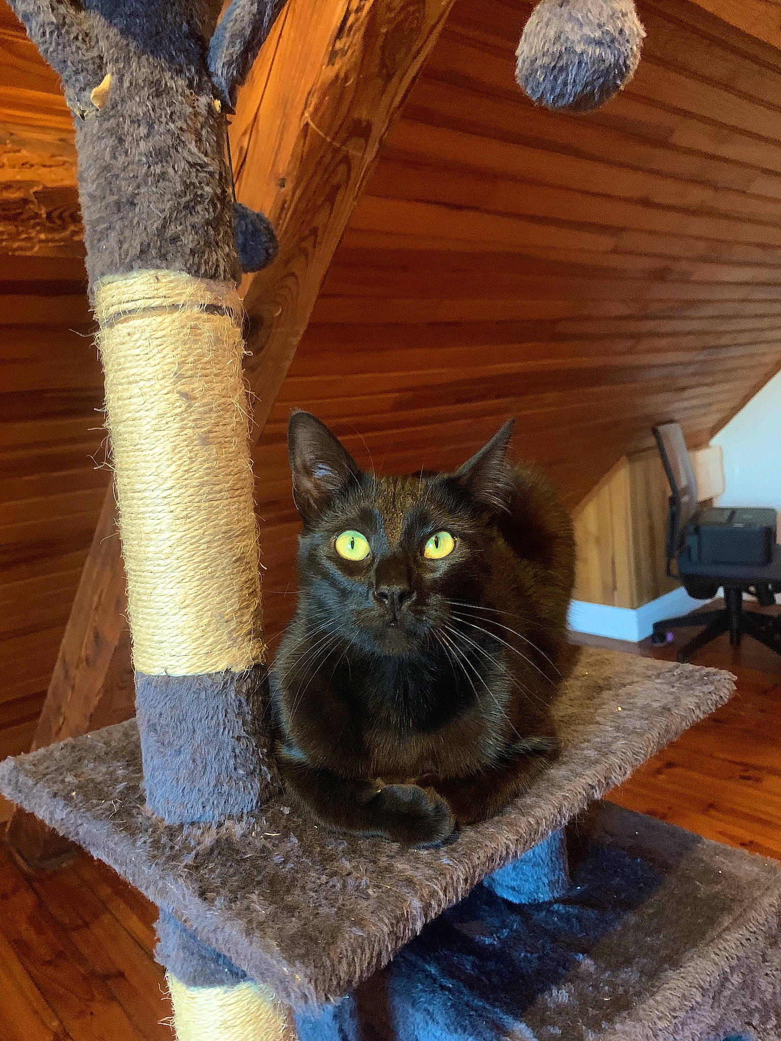 Guapo a rejoint le concours — aidez-le/la à gagner de superbes lots ! black_cat, carnivore, cat, chartreux, domestic_short_haired_cat, door, felidae, flooring, fur, grey, hardwood, plant, small_to_medium_sized_cats, tail, tree, trunk, twig, whiskers, wood, wood_stain