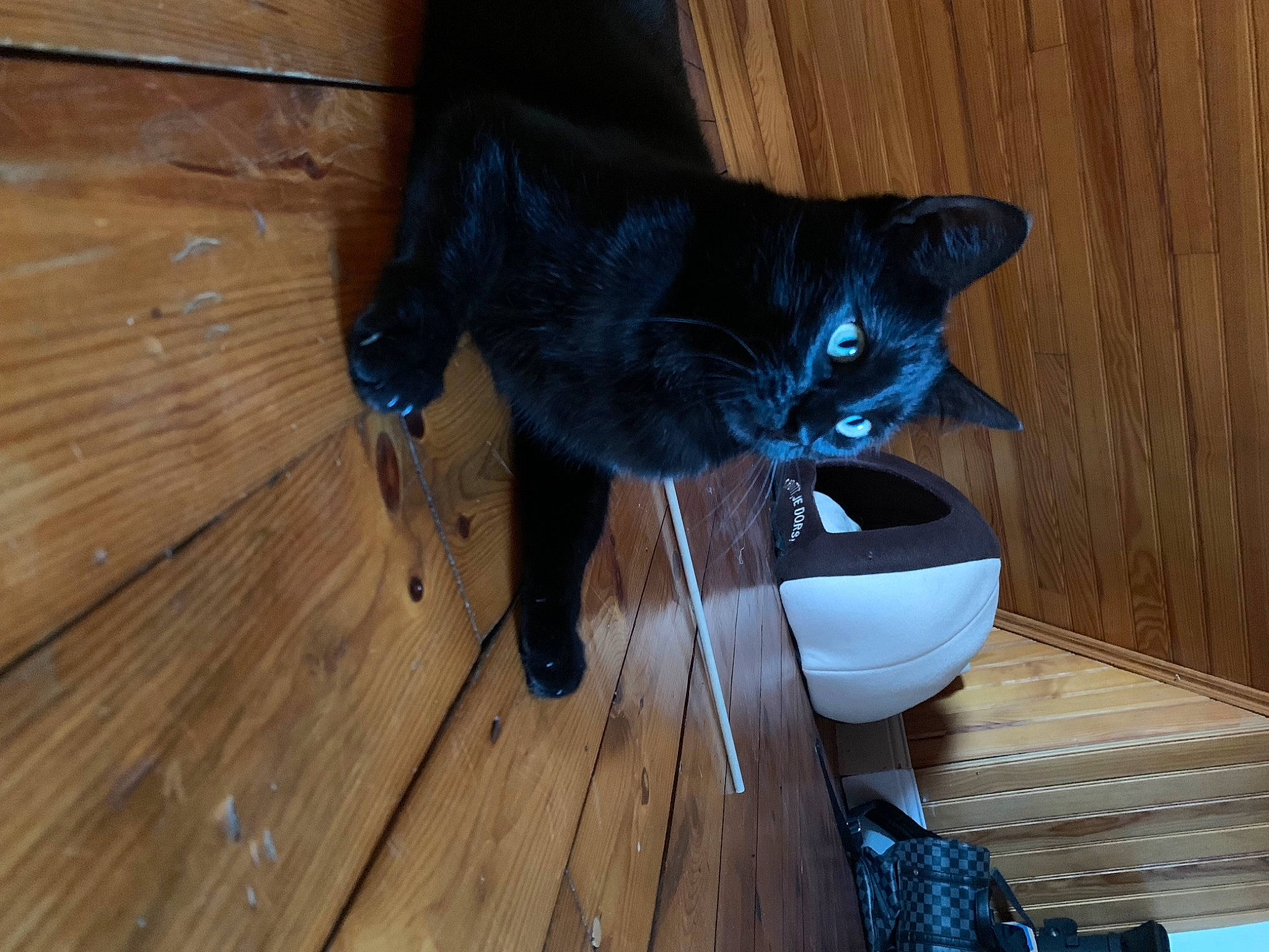 Guapo a rejoint le concours — aidez-le/la à gagner de superbes lots ! carnivore, cat, comfort, domestic_short_haired_cat, electric_blue, felidae, floor, flooring, hardwood, human_leg, laminate_flooring, plank, small_to_medium_sized_cats, snout, tail, varnish, whiskers, wood, wood_flooring, wood_stain