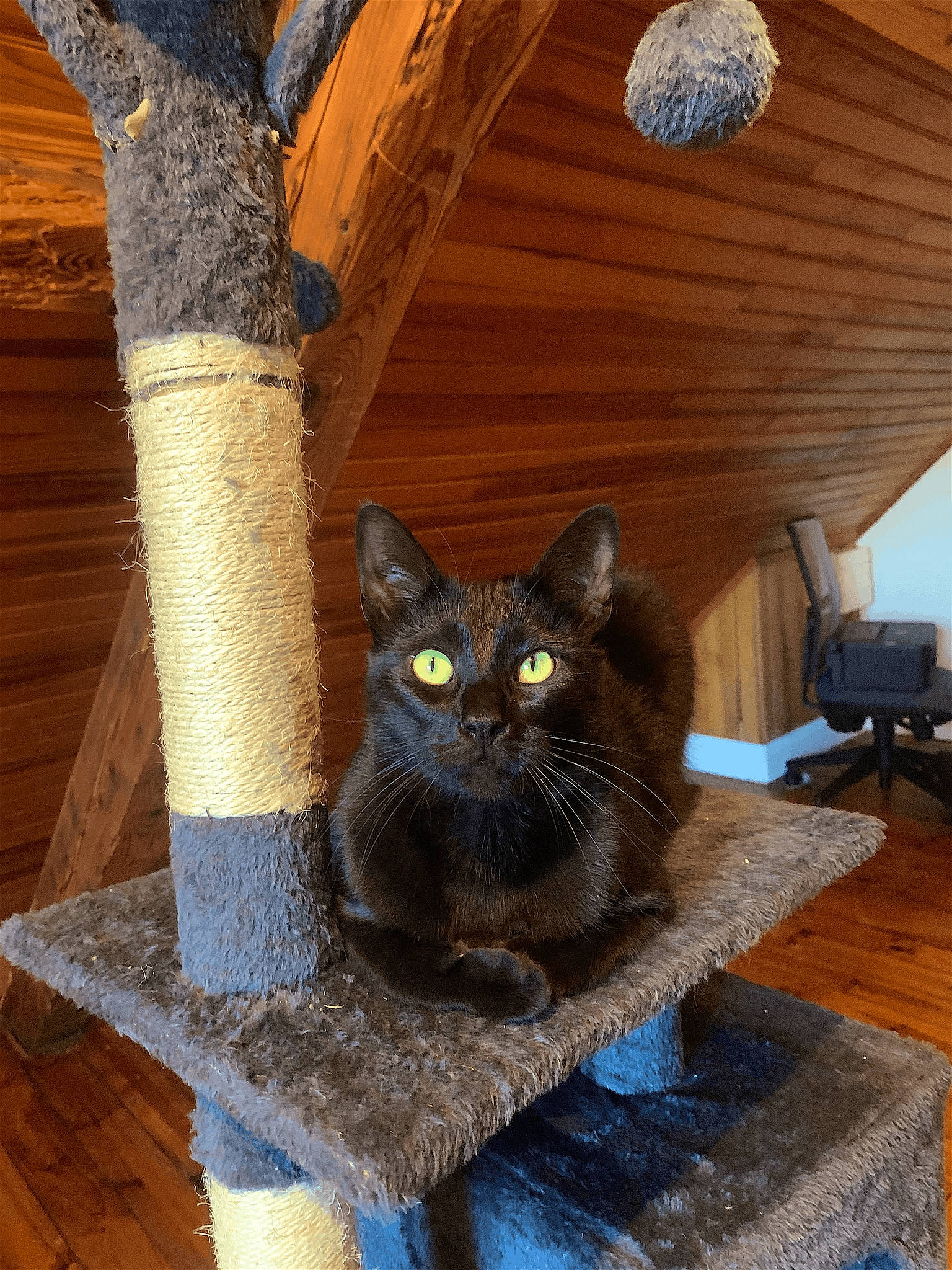 Guapo a rejoint le concours — aidez-le/la à gagner de superbes lots ! black_cat, carnivore, cat, chartreux, domestic_short_haired_cat, felidae, flooring, fur, grey, hardwood, plant, small_to_medium_sized_cats, snout, tail, tree, trunk, twig, whiskers, wood, wood_stain