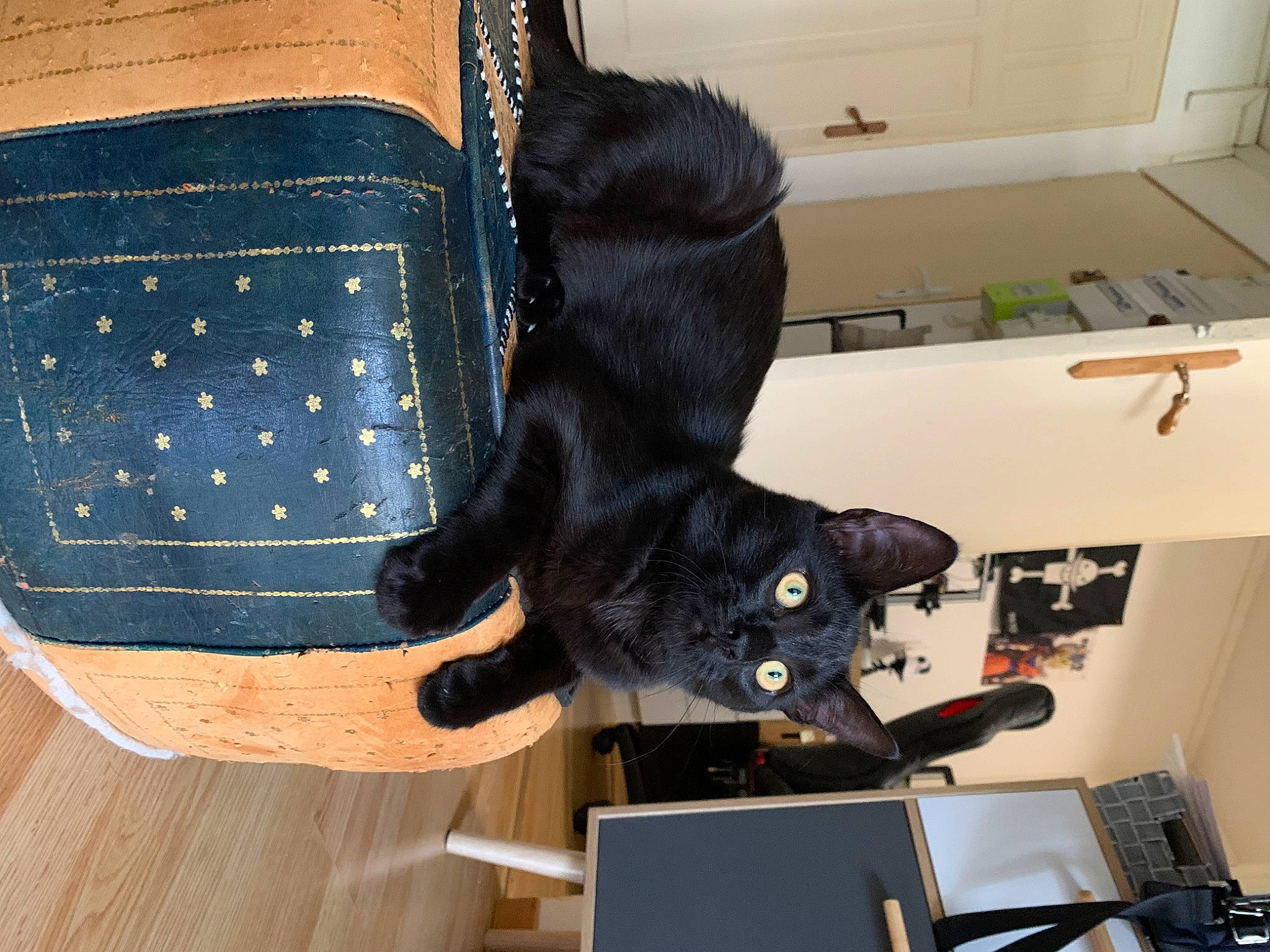 Guapo a rejoint le concours — aidez-le/la à gagner de superbes lots ! black_cat, bombay, carnivore, cat, collar, comfort, computer, domestic_short_haired_cat, electric_blue, fashion_accessory, felidae, flooring, fur, laptop, pet_supply, room, small_to_medium_sized_cats, tail, whiskers, wood