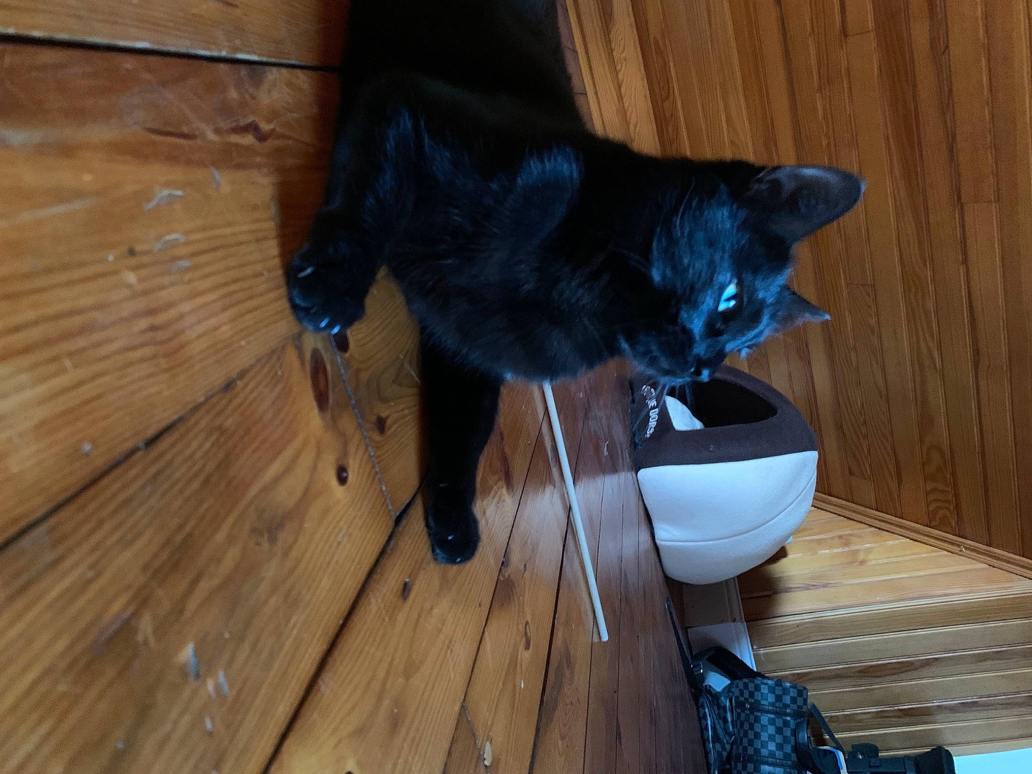 Guapo participe au concours pour gagner de l'argent avec cette photo : black_cat, carnivore, cat, comfort, dog_breed, domestic_short_haired_cat, felidae, floor, flooring, fur, hardwood, laminate_flooring, plank, small_to_medium_sized_cats, tail, varnish, whiskers, wood, wood_flooring, wood_stain