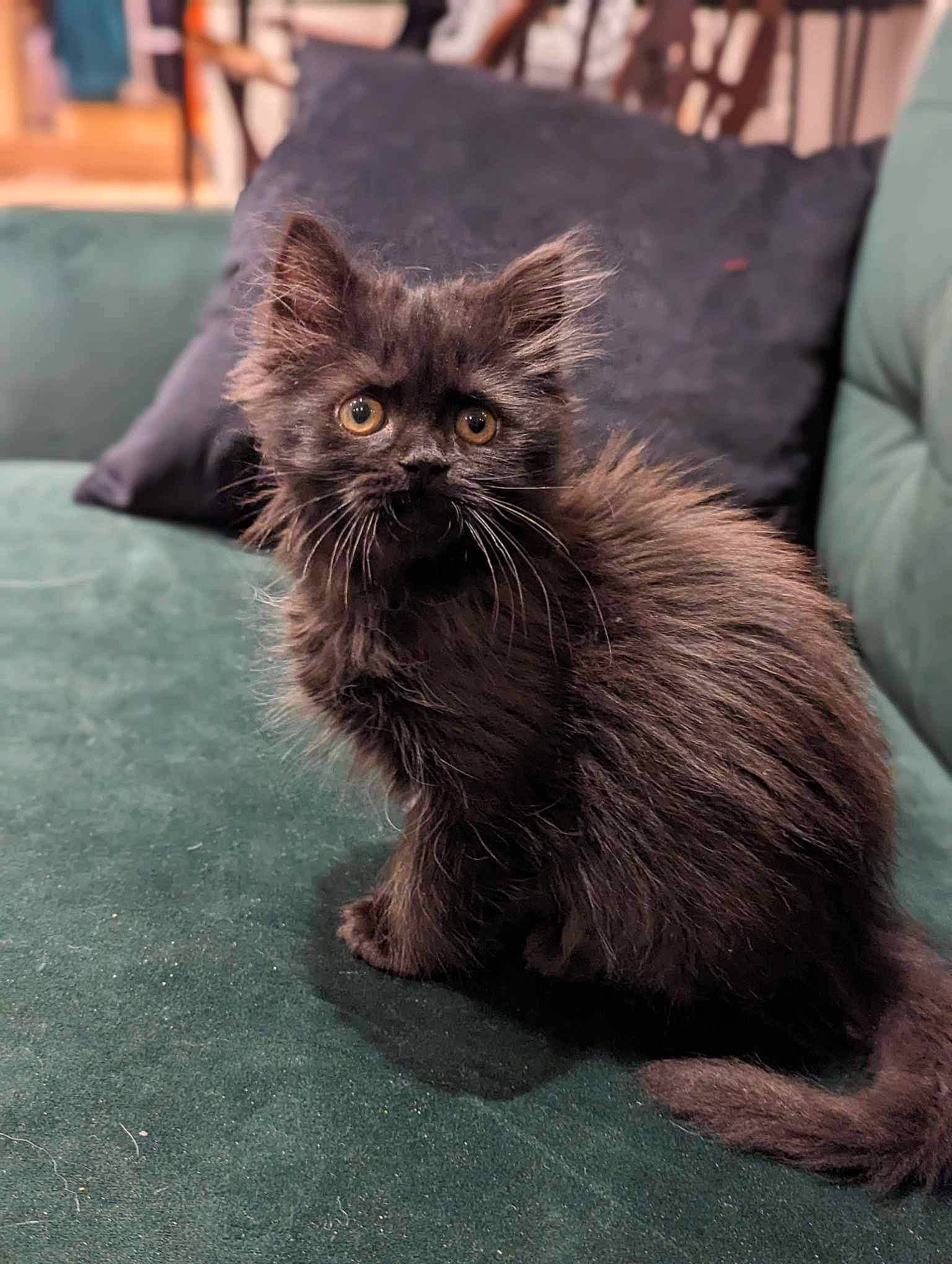 Reeva is registered to the contest to win money with this photo: carnivore, cat, claw, domestic_short_haired_cat, fawn, felidae, fur, grey, paw, sitting, small_to_medium_sized_cats, snout, tail, terrestrial_animal, whiskers, window