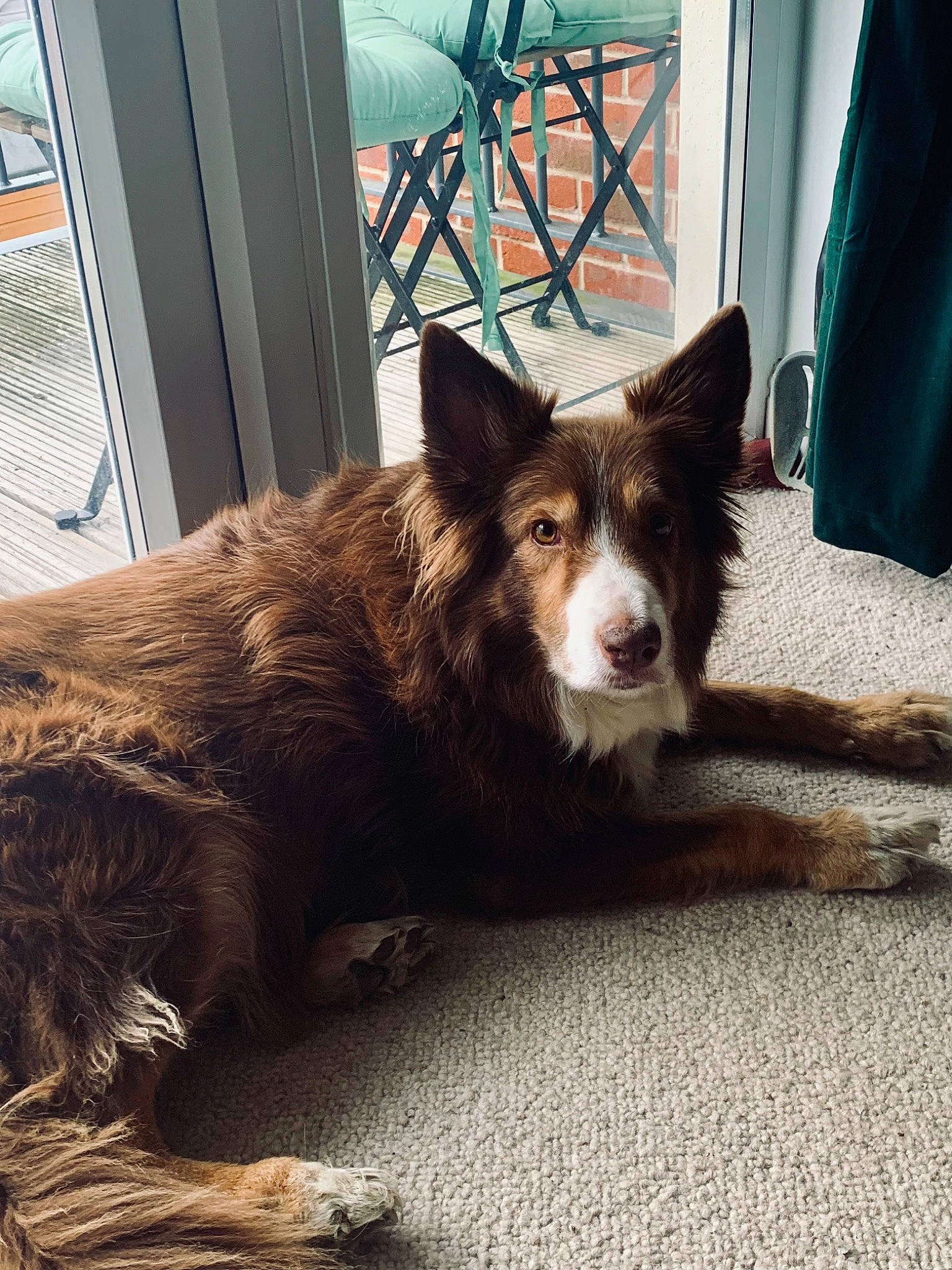 Elsa is registered to the contest to win money with this photo: bicycle_wheel, carnivore, companion_dog, dog, dog_breed, flooring, fur, herding_dog, sitting, snout, sporting_group, tail, terrestrial_animal, tints_and_shades, tire, wheel, whiskers, window, wood, working_animal