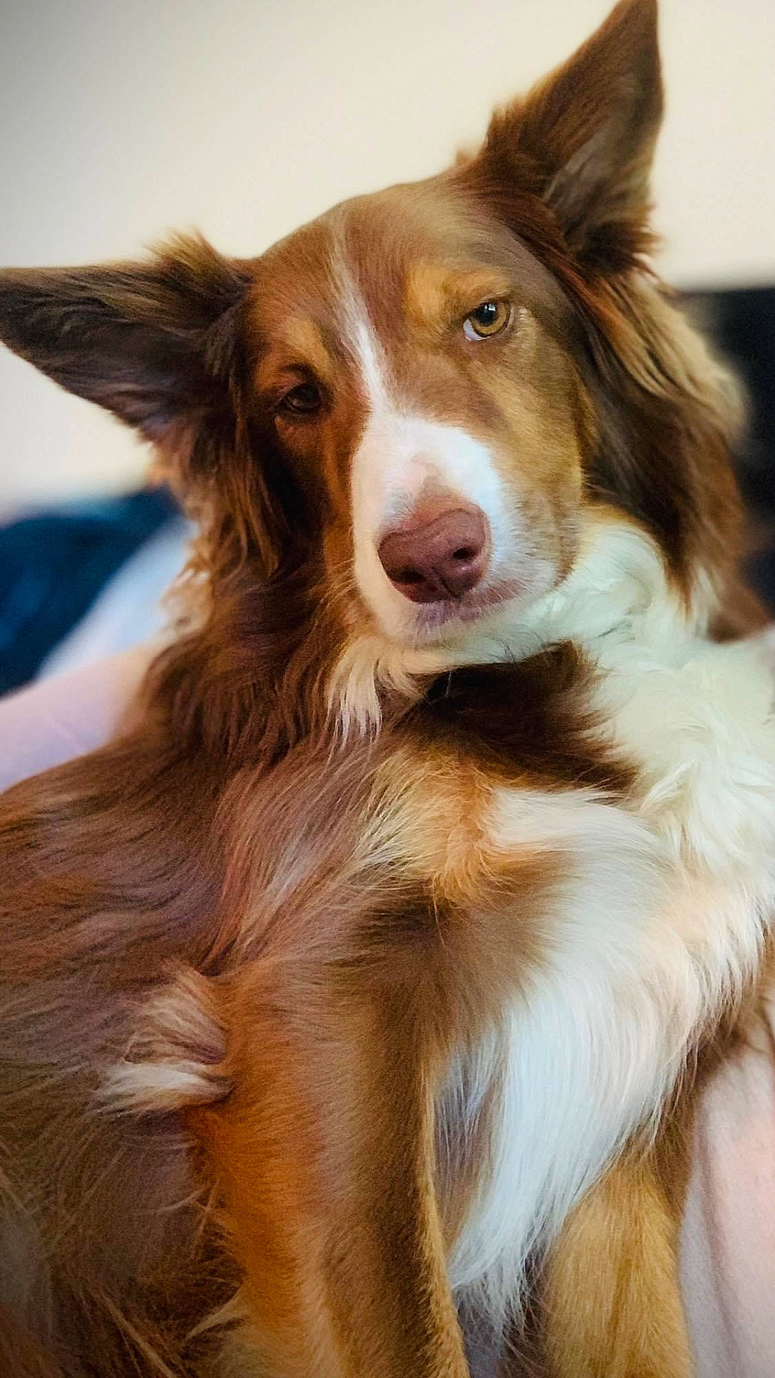 Elsa joined the competition — help win amazing prizes! canidae, carnivore, collie, companion_dog, dog, dog_breed, eye, fawn, fur, hair, head, herding_dog, iris, liver, rough_collie, snout, sporting_group, terrestrial_animal, whiskers, working_animal