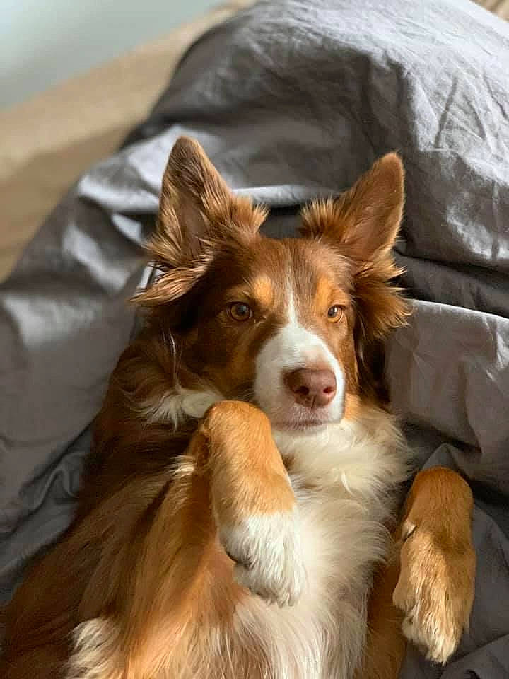 Elsa is registered to the contest to win money with this photo: canidae, carnivore, collie, companion_dog, dog, dog_breed, fawn, fur, herding_dog, liver, rough_collie, scotch_collie, snout, sporting_group, terrestrial_animal, whiskers, working_animal, working_dog