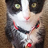 kitten, cat, tuxedo_cat, pet, animal, collar, bell, whiskers, green_eyes, curious, carpet, indoor, cute, fur, small_paws, domestic_cat, young_cat, black_and_white, portrait, close_up