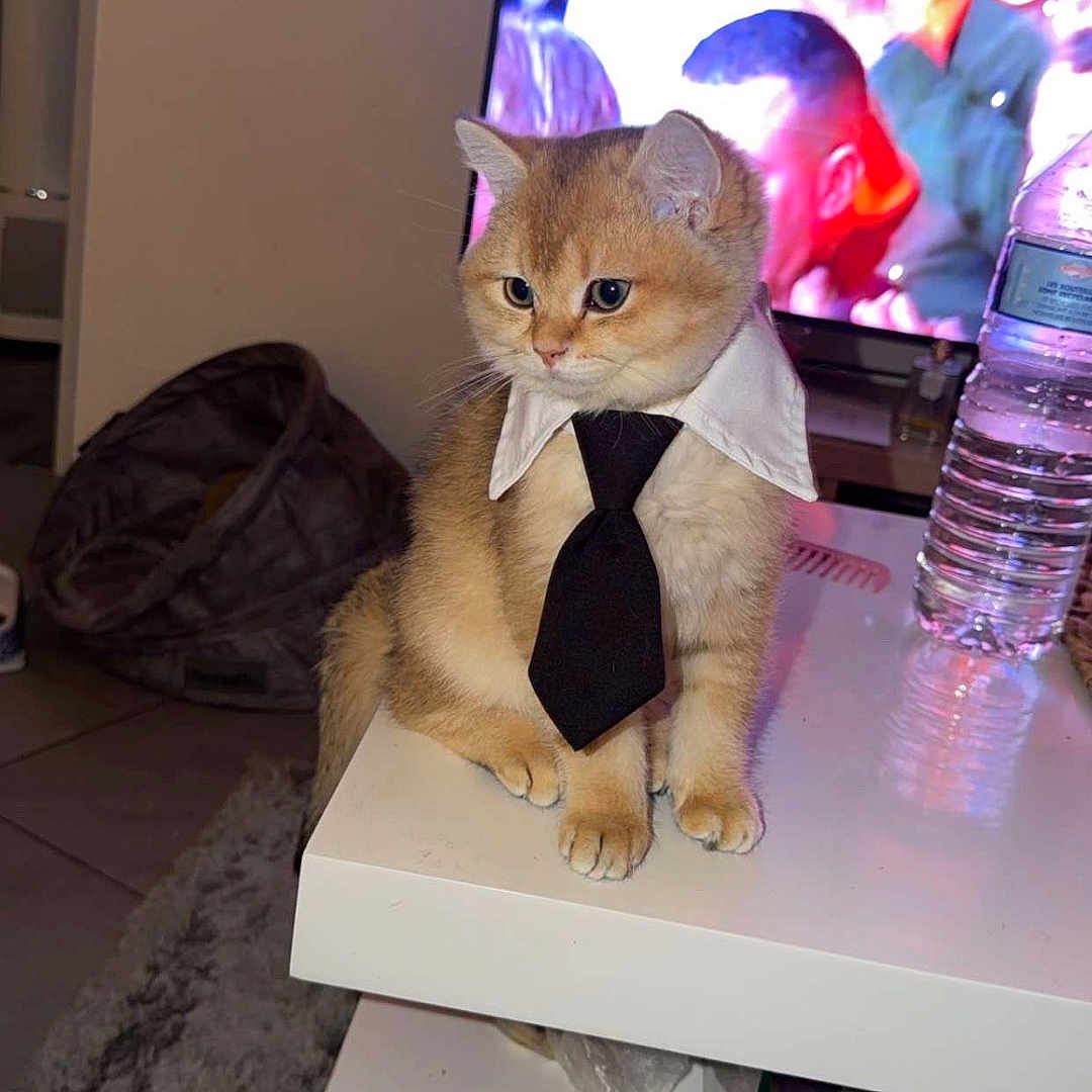 Brinks participe au concours pour gagner de l'argent avec cette photo : cat, kitten, pet, animal, furry, orange_cat, sitting, collar, necktie, dressed_up, portrait, indoors, living_room, coffee_table, television, water_bottle, rug, furniture, cute, funny