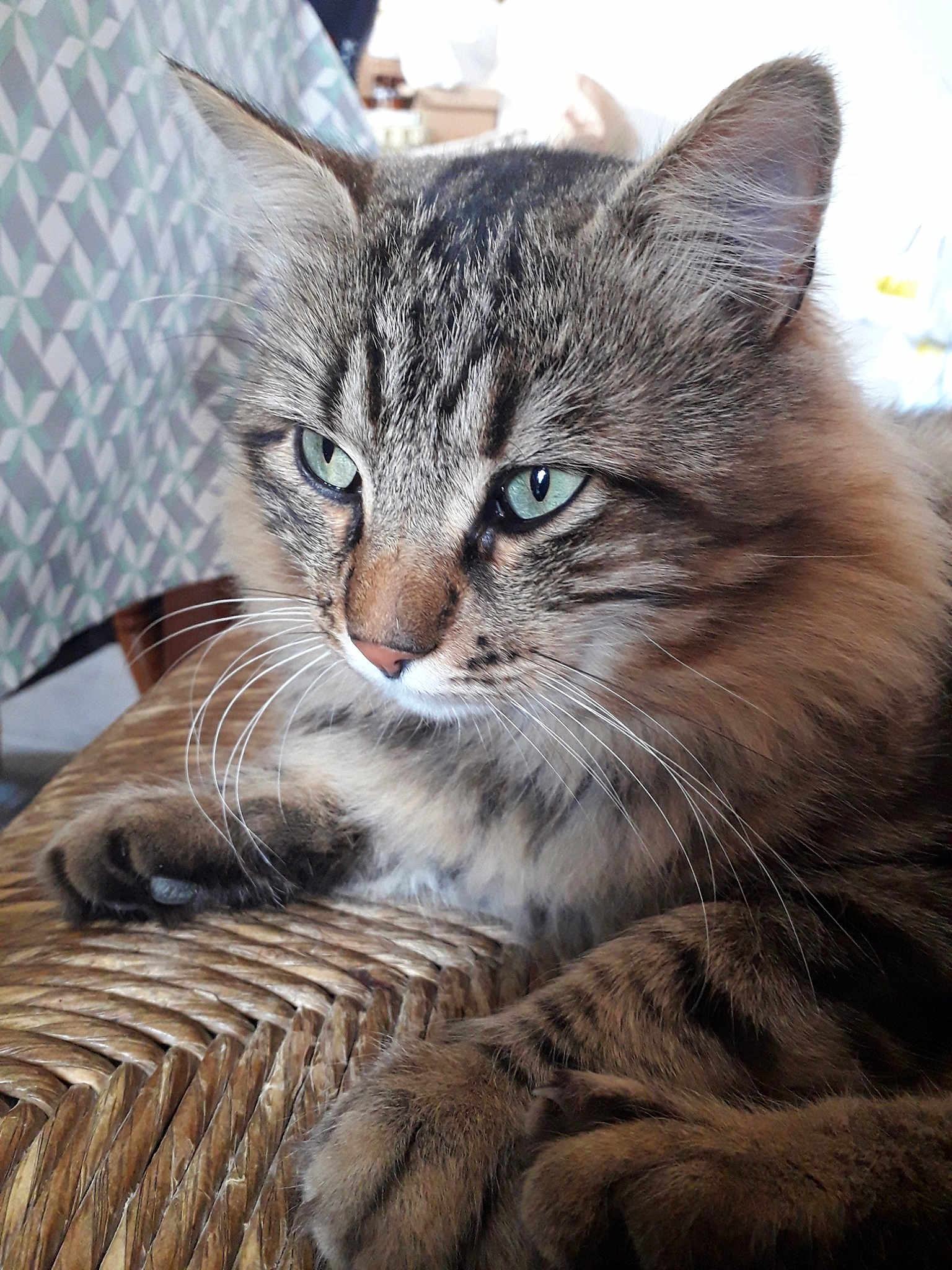 Sacha participe au concours pour gagner de l'argent avec cette photo : cat, cat_like_mammal, close_up, domestic_short_haired_cat, dragon_li, european_shorthair, eye, fauna, fur, kitten, maine_coon, mammal, norwegian_forest_cat, pixie_bob, siberian, small_to_medium_sized_cats, snout, tabby_cat, whiskers, wild_cat