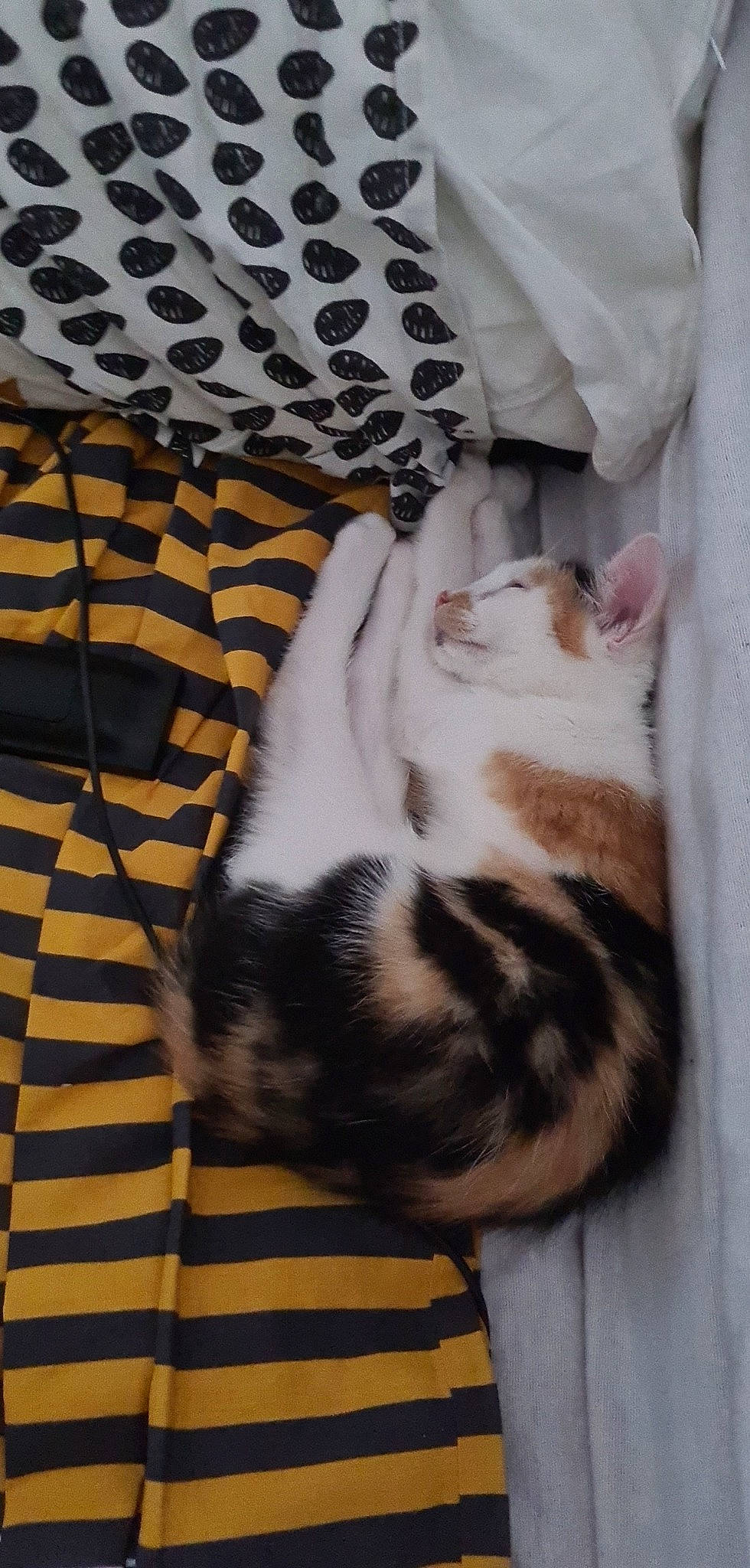 Sia participe au concours pour gagner de l'argent avec cette photo : carnivore, cat, cat_supply, comfort, domestic_short_haired_cat, felidae, foot, fur, grey, linens, mammal, pattern, paw, small_to_medium_sized_cats, snout, tail, terrestrial_animal, vertebrate, whiskers, wood