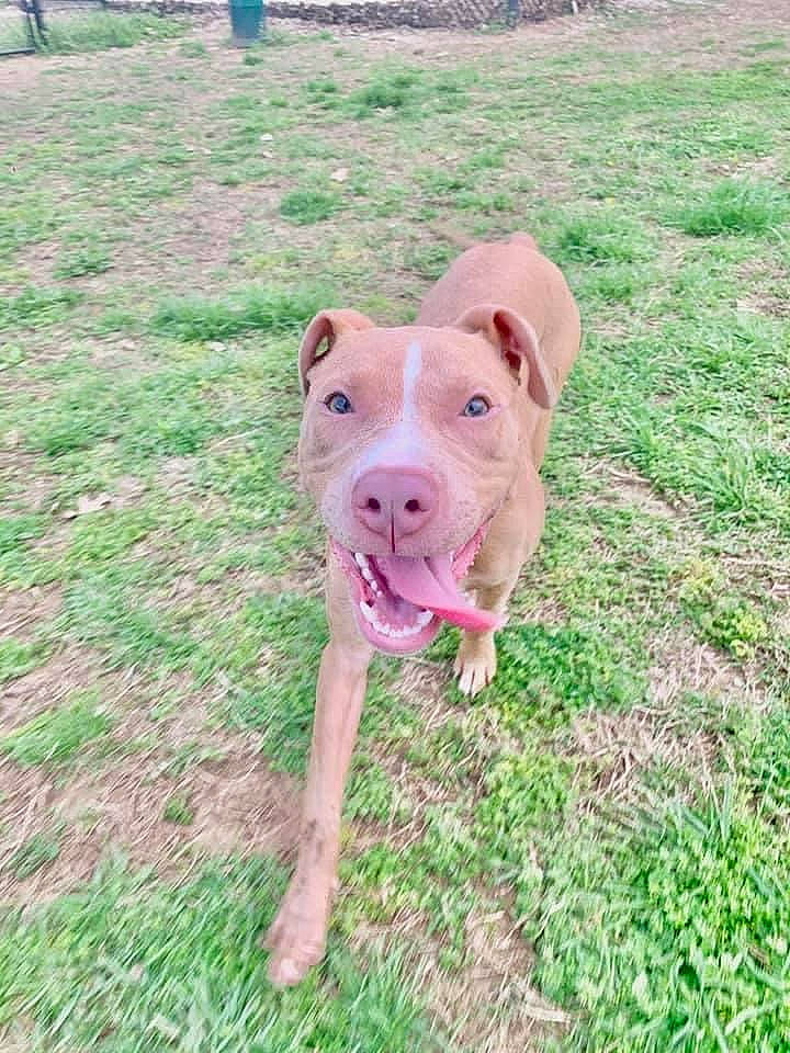 Georgia Grayce joined the competition — help win amazing prizes! carnivore, companion_dog, dog, dog_breed, domestic_pig, fawn, field, grass, grass_family, groundcover, liver, non_sporting_group, pink, pit_bull, snout, sporting_group, suidae, tongue, working_animal, working_dog