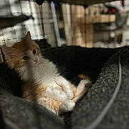 Poe is registered to the contest to win money with this photo: animal, cage, cat, cozy, cute, domestic_cat, feline, fluffy, furry, indoor, kitten, orange_cat, pet_bed, quiet, relaxing, resting, small_pet, soft_light, white_cat, young_cat