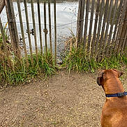 Riva a rejoint le concours — aidez-le/la à gagner de superbes lots ! dog, brown_dog, harness, pond, ducks, wooden_fence, rustic, outdoors, nature, water, reeds, grass, mud, lakeside, wildlife, park, animal, watching, winter, landscape