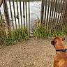 dog, brown_dog, harness, pond, ducks, wooden_fence, rustic, outdoors, nature, water, reeds, grass, mud, lakeside, wildlife, park, animal, watching, winter, landscape