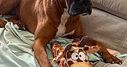 Riva a rejoint le concours — aidez-le/la à gagner de superbes lots ! dog, boxer_dog, pet, brown_fur, white_chest, floppy_ears, dark_muzzle, sitting, lying_down, couch, blanket, plush_toy, giraffe_toy, indoors, living_room, furniture, cushion, window, desk, portrait