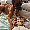dog, boxer_dog, pet, brown_fur, white_chest, floppy_ears, dark_muzzle, sitting, lying_down, couch, blanket, plush_toy, giraffe_toy, indoors, living_room, furniture, cushion, window, desk, portrait
