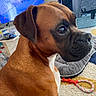 Riva participe au concours pour gagner de l'argent avec cette photo : dog, boxer, pet, animal, brown_fur, white_chest, close_up, portrait, side_profile, large_dog, short_hair, floppy_ears, dark_muzzle, expressive_eyes, indoor, living_room, laundry_rack, television, rug, rope_toy