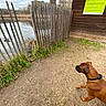 Riva participe au concours pour gagner de l'argent avec cette photo : dog, boxer, brown_dog, harness, leash, pond, ducks, water, wetland, nature, outdoors, wooden_fence, rustic, wooden_building, nature_sign, walking_path, grass, reeds, trees, daylight
