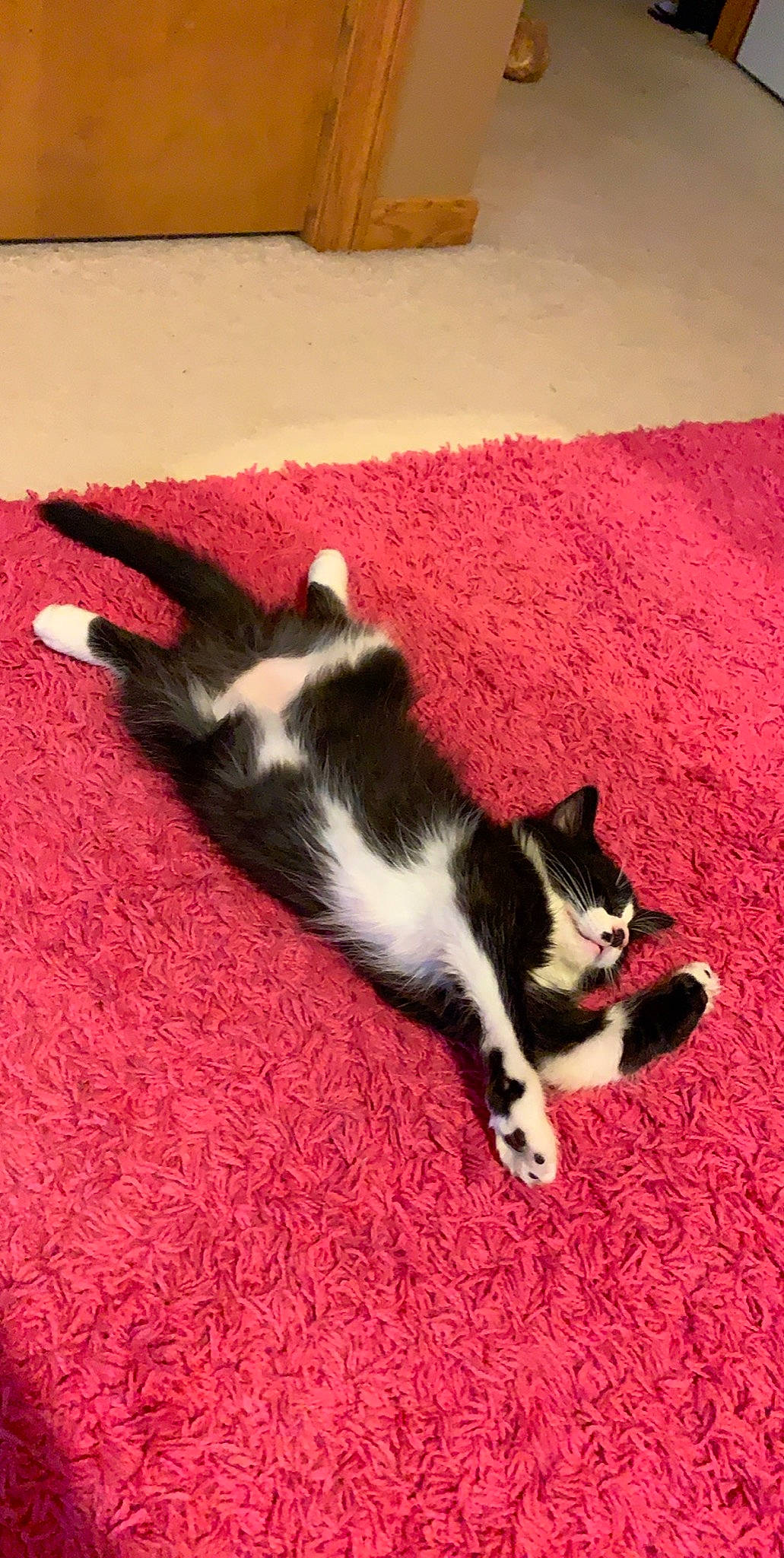 Kaiser joined the competition — help win amazing prizes! canidae, carnivore, cat, dog_breed, domestic_short_haired_cat, felidae, kitten, mammal, paw, polydactyl_cat, small_to_medium_sized_cats, tail, whiskers