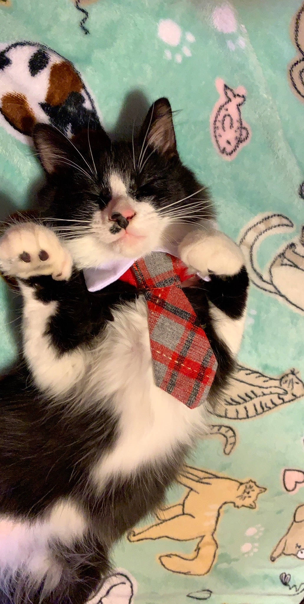 Kaiser joined the competition — help win amazing prizes! art, carnivore, cat, felidae, fur, kitten, norwegian_forest_cat, paw, polydactyl_cat, small_to_medium_sized_cats, tail, whiskers