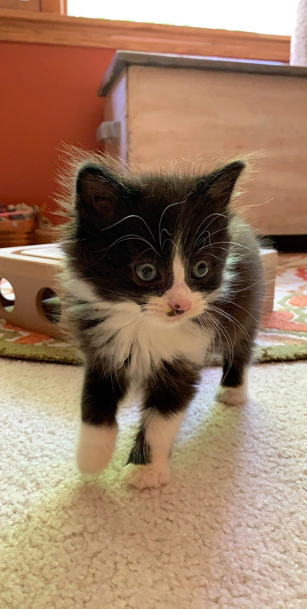 Kaiser is registered to the contest to win money with this photo: american_curl, asian, carnivore, cat, cymric, domestic_long_haired_cat, domestic_short_haired_cat, european_shorthair, felidae, fur, kitten, kurilian_bobtail, mammal, norwegian_forest_cat, polydactyl_cat, ragamuffin, small_to_medium_sized_cats, snout, vertebrate, whiskers