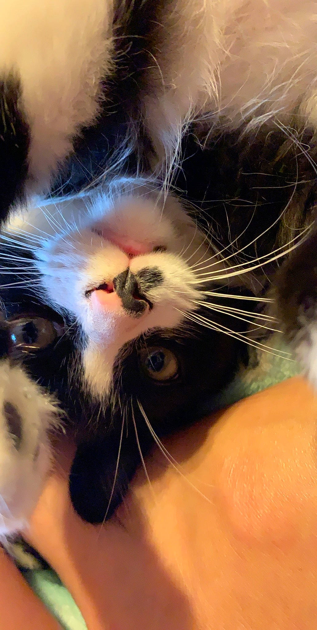 Kaiser is registered to the contest to win money with this photo: carnivore, cat, close_up, ear, eye, felidae, fur, kitten, nose, small_to_medium_sized_cats, snout, whiskers