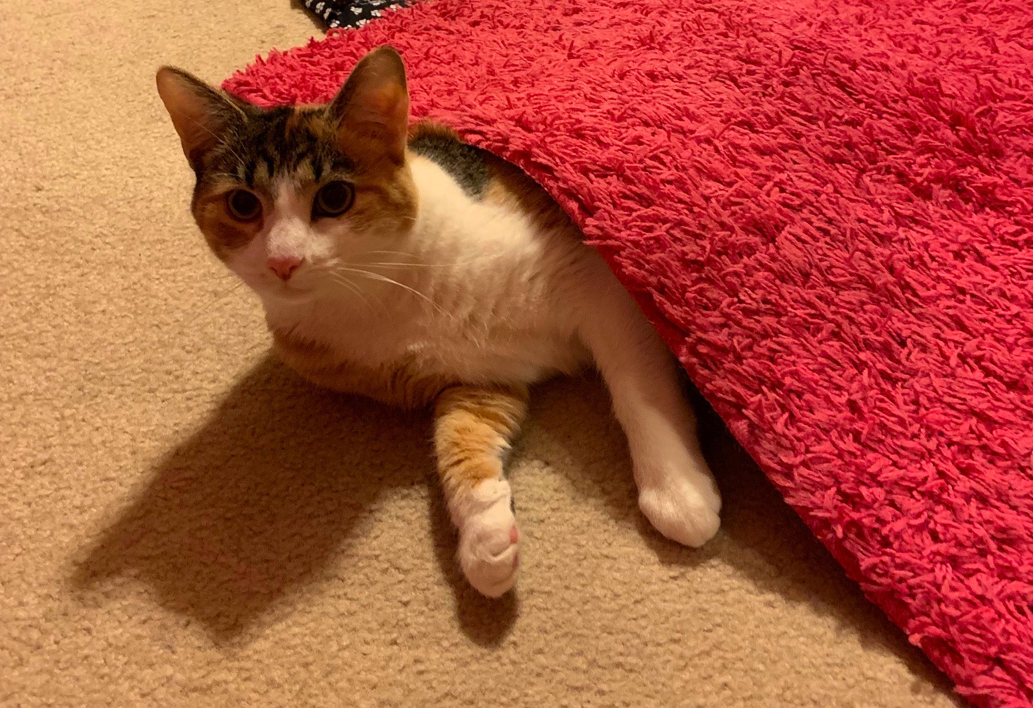 Tulip joined the competition — help win amazing prizes! aegean_cat, american_wirehair, asian, carnivore, cat, claw, domestic_short_haired_cat, european_shorthair, fawn, felidae, kitten, mammal, ojos_azules, paw, polydactyl_cat, small_to_medium_sized_cats, tail, whiskers