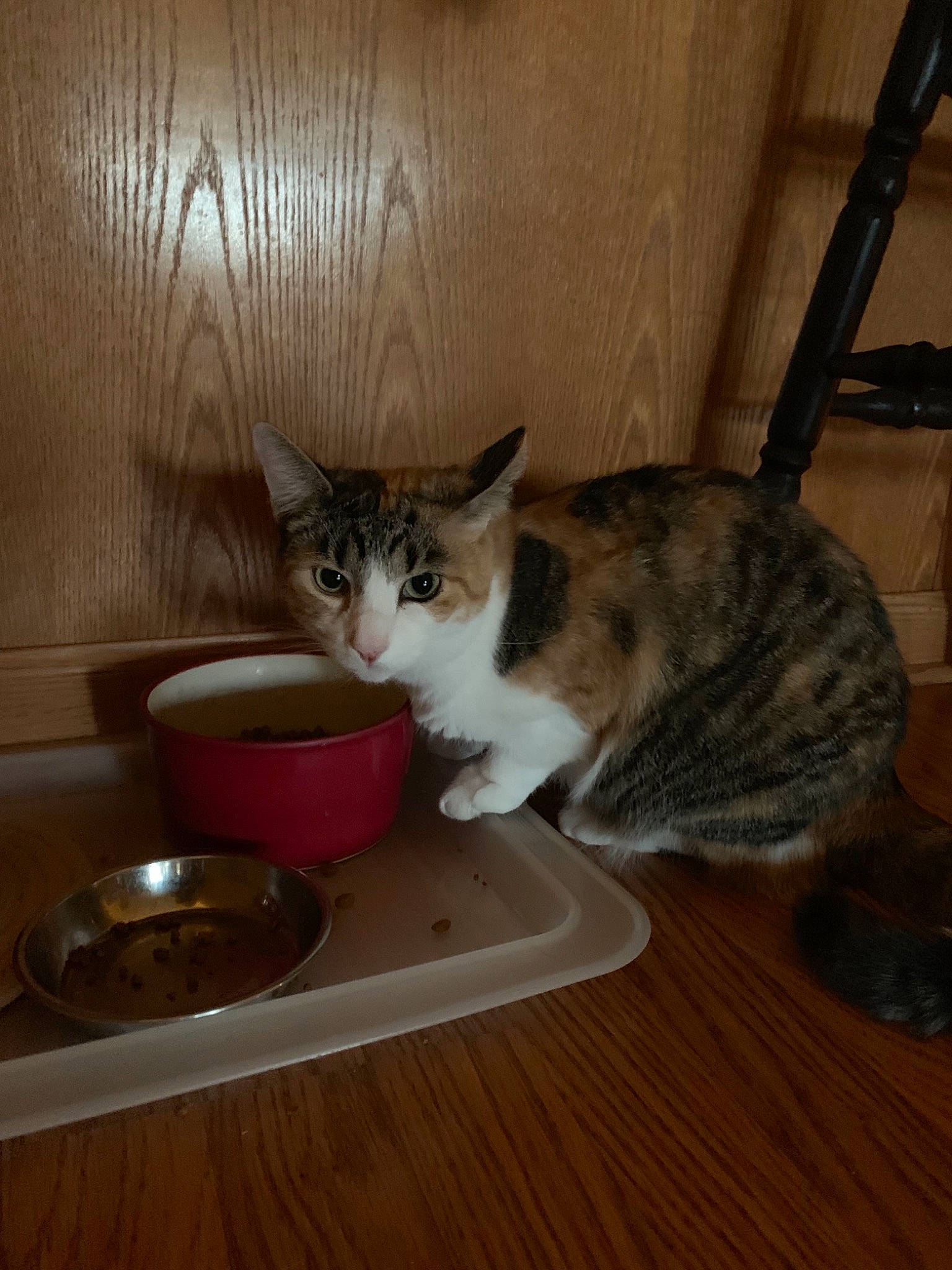 Tulip joined the competition — help win amazing prizes! aegean_cat, american_shorthair, american_wirehair, asian, carnivore, cat, cat_food, domestic_short_haired_cat, dragon_li, european_shorthair, felidae, kitten, mammal, ojos_azules, small_to_medium_sized_cats, tabby_cat, whiskers