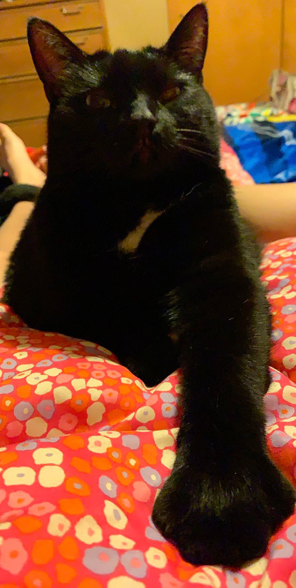 Roman joined the competition — help win amazing prizes! black, black_cat, bombay, carnivore, cat, claw, felidae, fur, kitten, linens, paw, small_to_medium_sized_cats, tail, textile, whiskers