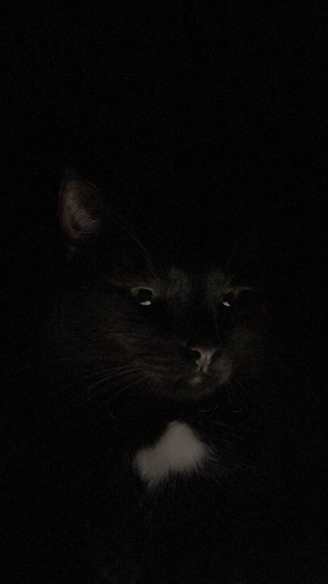 Roman joined the competition — help win amazing prizes! black, black_and_white, black_cat, cat, darkness, ear, eye, felidae, midnight, monochrome, muridae, night, sky, small_to_medium_sized_cats, snout, whiskers