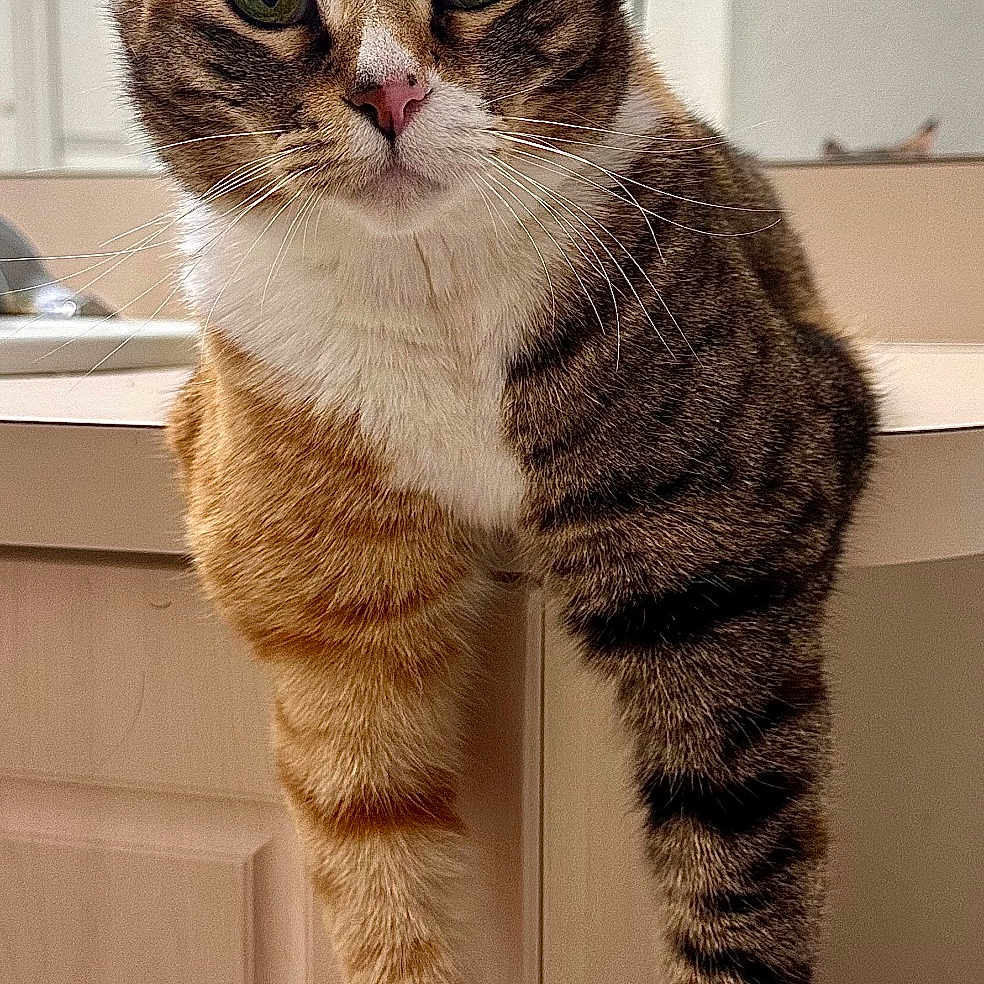 Nova