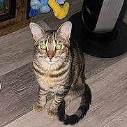 Little Bro is registered to the contest to win money with this photo: cat, tabby, indoor, floor, wood, pet, animal, curious, sitting, striped, tail, ears, eyes, heater, plush_toy, toy, cozy, domestic, feline, looking