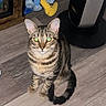 cat, tabby, indoor, floor, wood, pet, animal, curious, sitting, striped, tail, ears, eyes, heater, plush_toy, toy, cozy, domestic, feline, looking
