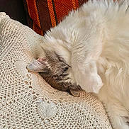 Loki a rejoint le concours — aidez-le/la à gagner de superbes lots ! angora, animal, blanket, canine, cat, chaise, couch, cushion, dog, dogbed, furniture, homedecor, kitten, person, pet, pillow, quilt, sleeping