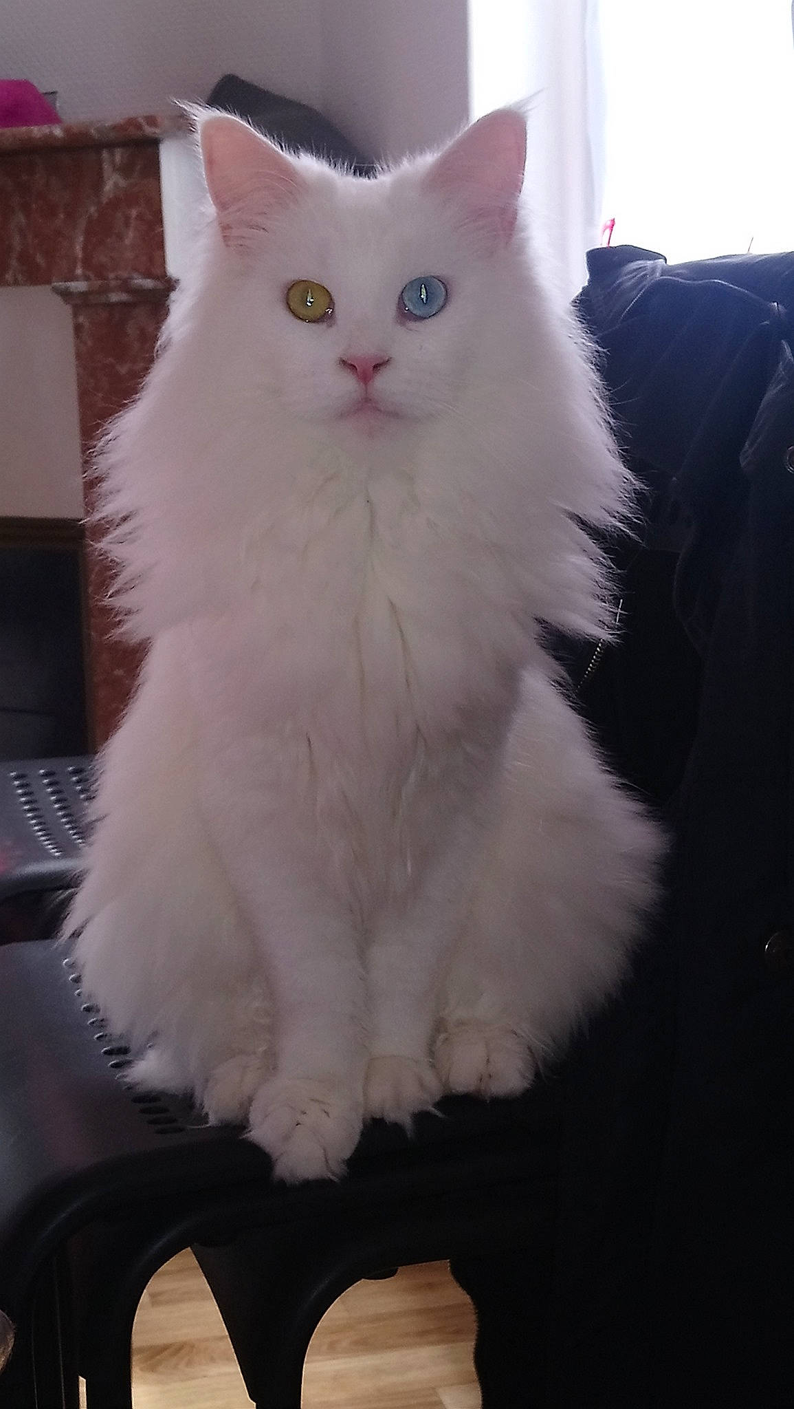 Orlane participe au concours pour gagner de l'argent avec cette photo : asian_semi_longhair, british_longhair, british_semi_longhair, carnivore, cat, cymric, domestic_long_haired_cat, eye, felidae, fur, kitten, mammal, norwegian_forest_cat, persian, ragamuffin, small_to_medium_sized_cats, turkish_angora, turkish_van, vertebrate, whiskers