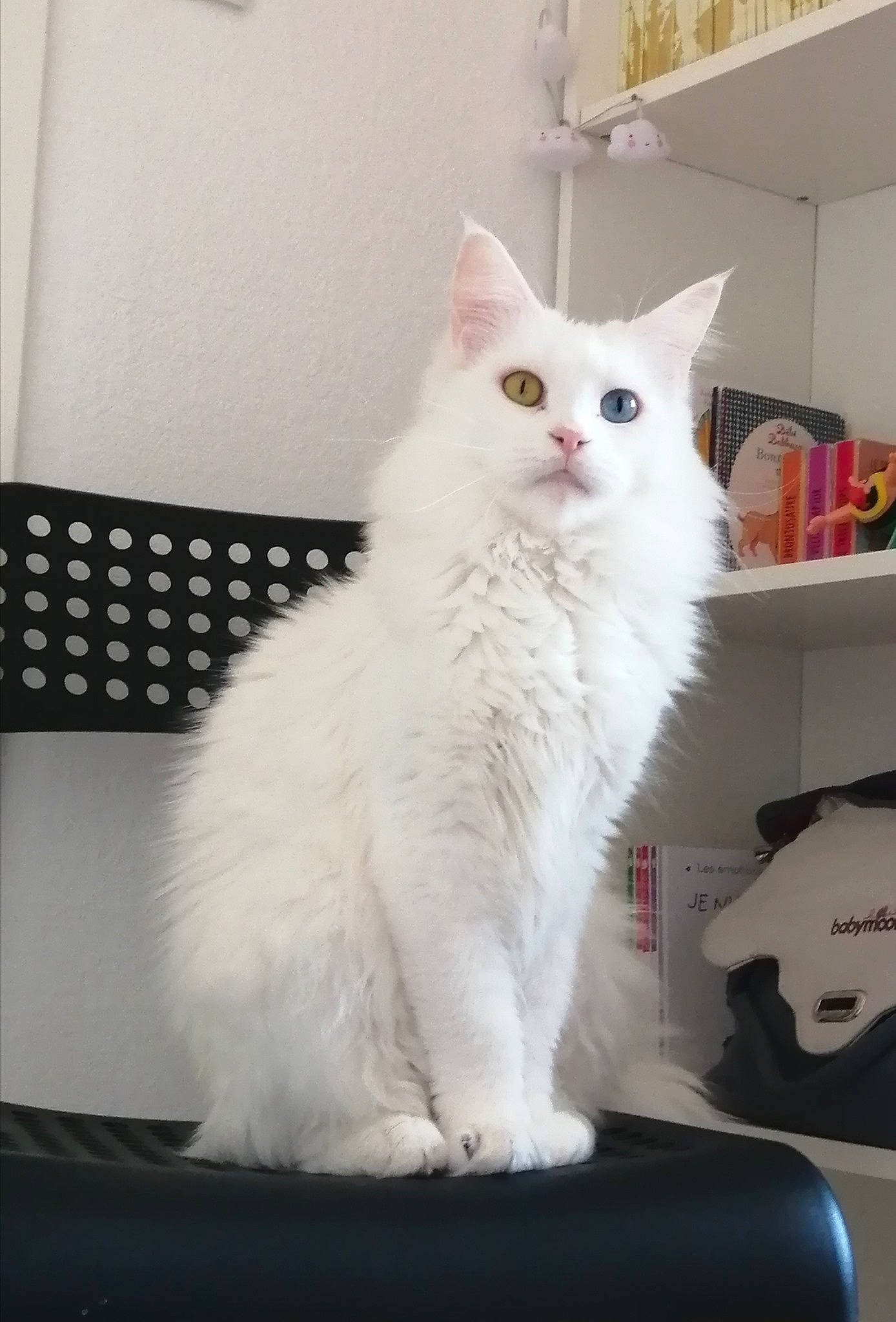 Orlane a rejoint le concours — aidez-le/la à gagner de superbes lots ! asian_semi_longhair, british_semi_longhair, carnivore, cat, domestic_long_haired_cat, felidae, fur, kitten, maine_coon, mammal, norwegian_forest_cat, persian, ragamuffin, ragdoll, small_to_medium_sized_cats, tail, turkish_angora, turkish_van, vertebrate, whiskers