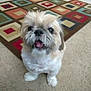 Tej joined the competition — help win amazing prizes! dog, small_dog, fluffy, carpet, rug, indoor, pet, animal, cute, looking_up, tongue_out, floor, home, living_room, fur, companion, domestic_animal, friendly, adorable, canine
