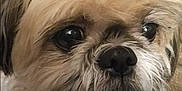 Tej joined the competition — help win amazing prizes! dog, close_up, fluffy, pet, indoor, portrait, cute, fur, animal, mammal, face, whiskers, nose, eyes, expression, companion, domestic, furry, canine, friendly