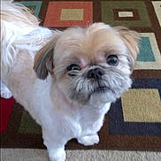Tej joined the competition — help win amazing prizes! dog, pet, animal, carpet, indoor, small_dog, fur, cute, curious, looking_up, floor, ears, tail, whiskers, companion, domestic_animal, mammal, home, friendly, adorable