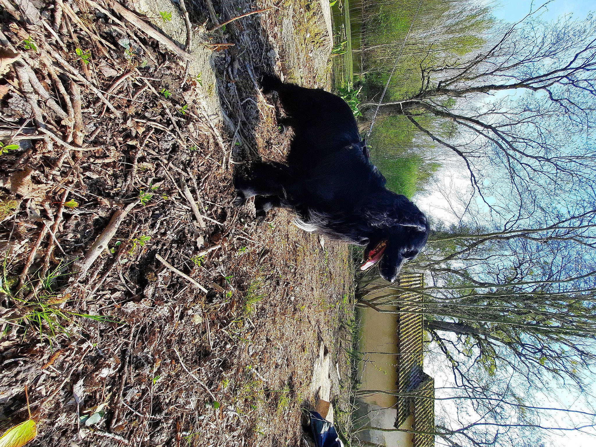 Hercule a rejoint le concours — aidez-le/la à gagner de superbes lots ! canidae, carnivore, dog, dog_breed, forest, fur, grass, plant, shadow, sky, soil, sporting_group, tail, terrestrial_animal, tree, trunk, twig, wildlife, wood, woody_plant